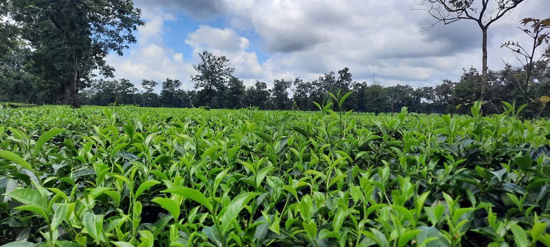 ác sai phạm của ông Nguyễn Trung Thành có liên quan đến diện tích đất của Công ty cổ phần Chè Minh Rồng thuê tại thị trấn Lộc Thắng (huyện Bảo Lâm).