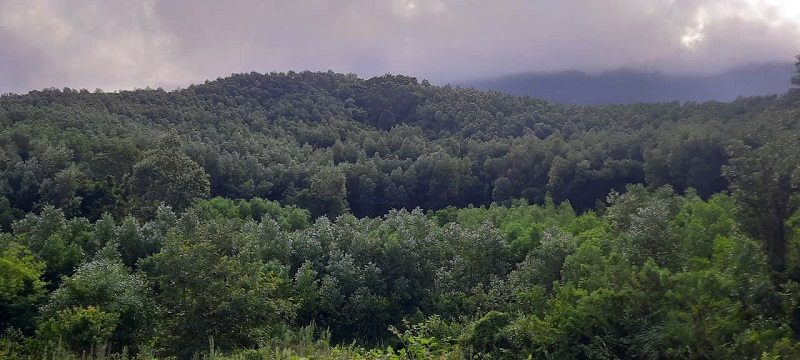 Đà Nẵng định hướng đến 2040 thay thế 90% diện tích trồng keo bằng cây trồng khác