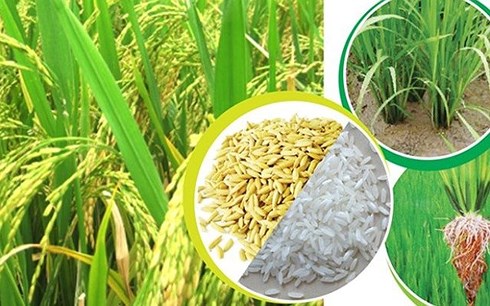 Xuất khẩu gạo 5 tháng tăng 40%. (Ảnh minh họa: KT).