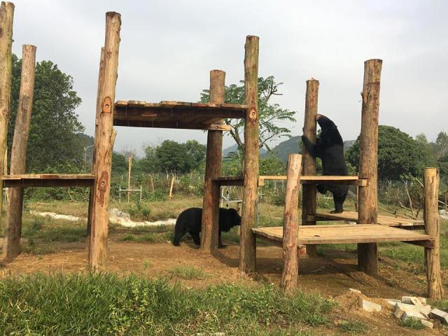 Gấu được chữa trị, luyện tập các kỹ năng tự nhiên và sinh sống trong các khu vực bán hoang dã tại BEAR SANCTUARY Ninh Bình