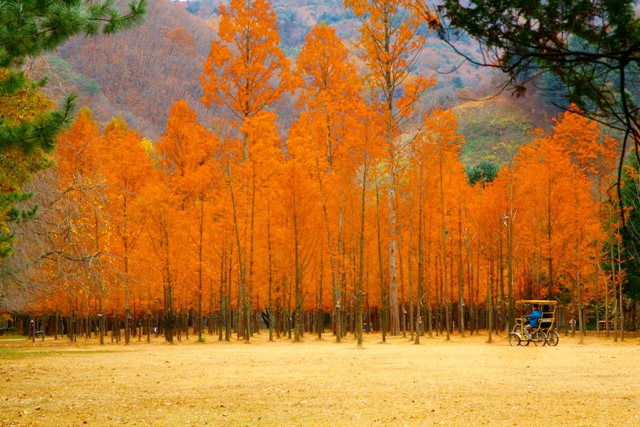 Đạp xe ngắm cảnh sắc bốn mùa tươi đẹp tại đảo Nami (Gangwon do, Hàn Quốc)