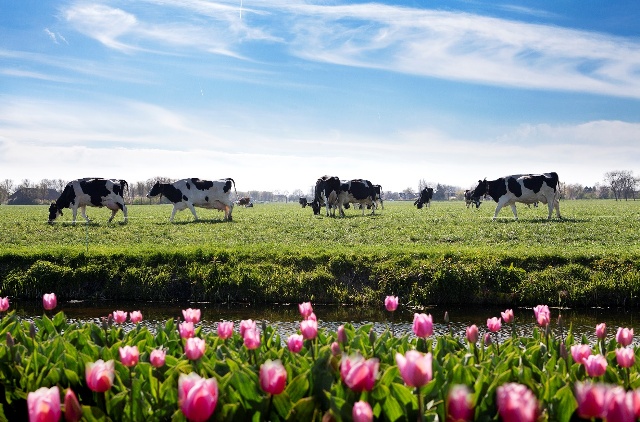 Mỗi nông trại của nông dân Cô Gái Hà Lan rộng bằng 140 sân vận động
