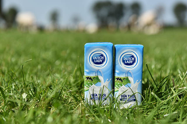 Nguồn sữa tươi nguyên liệu là yếu tố tiên quyết làm nên chất lượng sữa tươi Cô Gái Hà Lan.