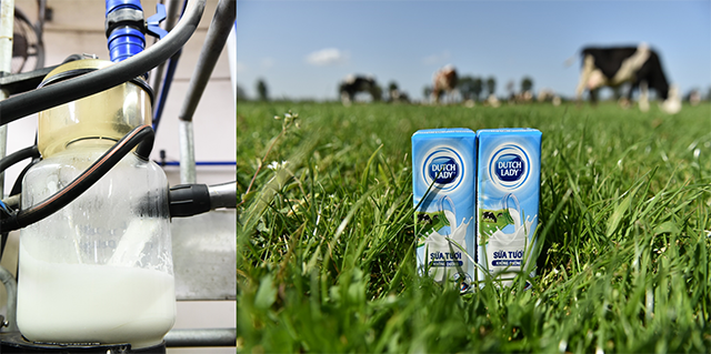 Sữa tươi Cô Gái Hà Lan an toàn từ sự kiểm soát chặt chẽ nguồn sữa tươi nguyên liệu