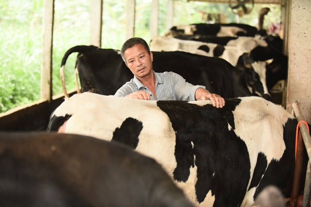 Người nông dân được trang bị kỹ năng chăn nuôi và kiểm soát rủi ro liên quan đến sức khỏe đàn bò