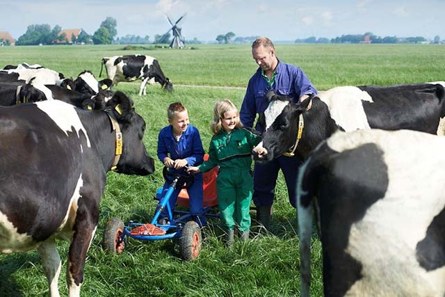 Nông dân “chuẩn Hà Lan” có cách chăm sóc bò đặc biệt như con cái trong gia đình