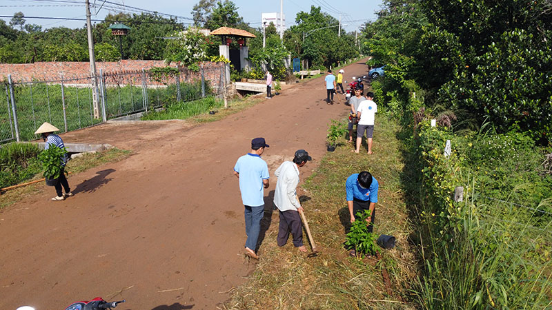 Nhân dịp này, 700 cây hoàng yến được trồng tại thành phố Long Khánh