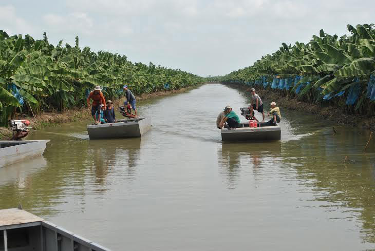 Mô hình trồng chuối xuất khẩu tại Nông trường Sông Hậu, ảnh Phú Khởi