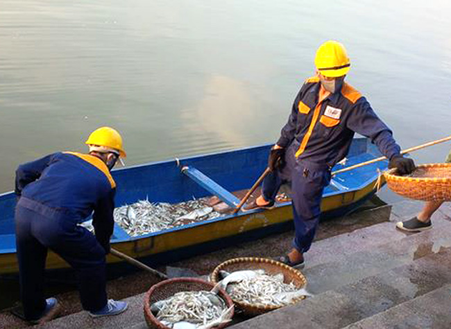 Liên tục chuyển cá lên xe rác, số lượng hàng trăm kg mỗi xe. Anh Trần Văn Bách - Công nhân Công ty môi trường đô thị Hà Nội cho biết, từ sáng, hàng chục xe chở cá đã được chở đi tiêu hủy.