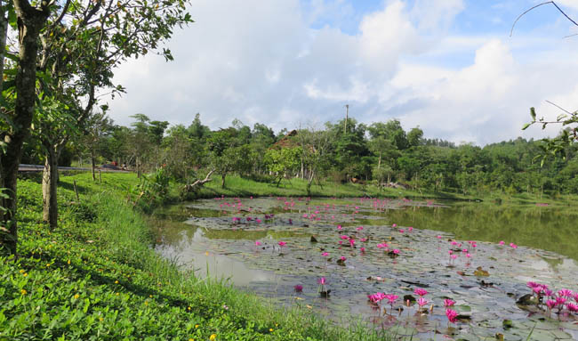 Tạo nên khung cảnh thơ mộng bên dòng sông Bôi và những dãy núi đá đẹp như tranh vẽ của tỉnh Hòa Bình.