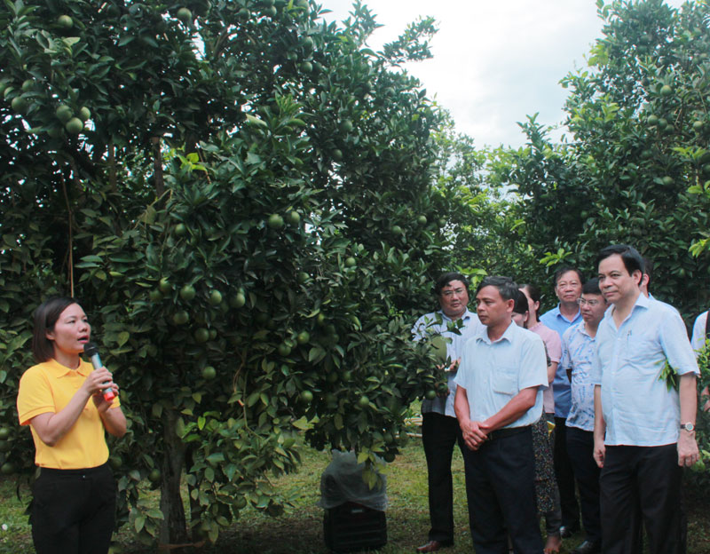 Đoàn đại biểu thăm quan mô hình trồng cây có múi gắn với liên kết tiêu thụ sản phẩm của HTX 3T nông sản Cao Phong, xóm Hải Phong xã Bắc Phong, Cao Phong 