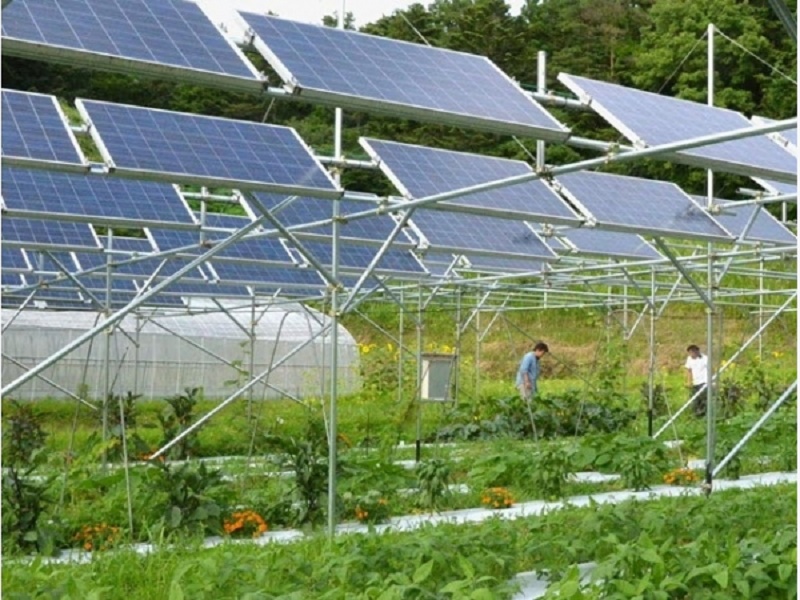 các Dự án nông nghiệp kết hợp điện mặt trời không được tính là điện mặt trời áp mái 