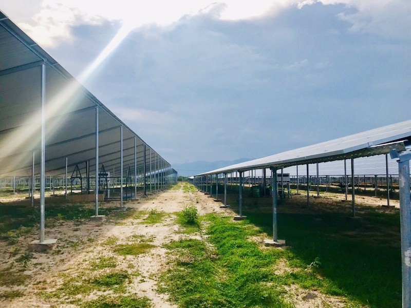 Không đầy đủ thủ tục đất, nhà đầu tư điện mặt trời áp mái loại hình trang trại đang không được trả tiền bán điện đã phát 