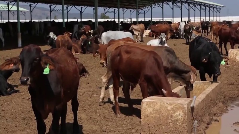 HNG có kế hoạch đầu tư nuôi bò từ năm 2022