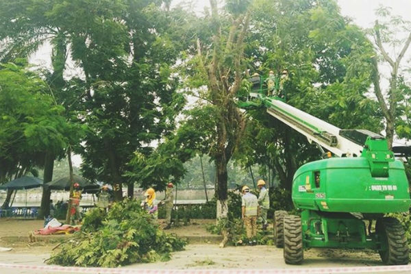 Gần 100 cây xanh trên đường Kim Mã sẽ được di chuyển đến nút giao Vĩnh ngọc đường Võ Nguyễn Giáp 