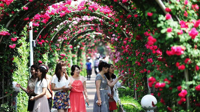 Gần 2.000 cây hoa hồng nhập khẩu cùng các loại hoa hồng Việt Nam có mặt trong Lễ hội hoa hồng 2018 với chủ đề 'Ngày hội Hoa hồng Bulgaria và bạn bè'