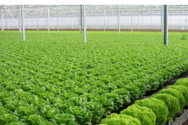 Hà Nội đã triển khai sản xuất rau trên gần 200 ha nhà lưới