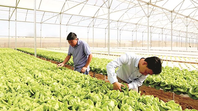 Hà Nội đinh hướng 100% các doanh nghiệp tham gia chuỗi sản xuất cung ứng nông sản, thực phẩm an toàn 