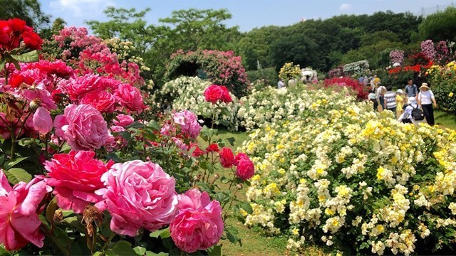 Nhiều giống hoa hồng rực rỡ khoe sắc (Ảnh minh họa: dulich today)