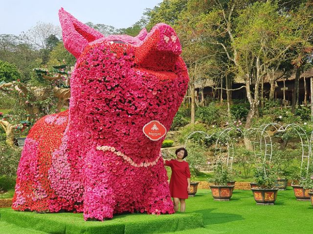 Chú lợn bằng hoa hồng gây ấn tượng với du khách