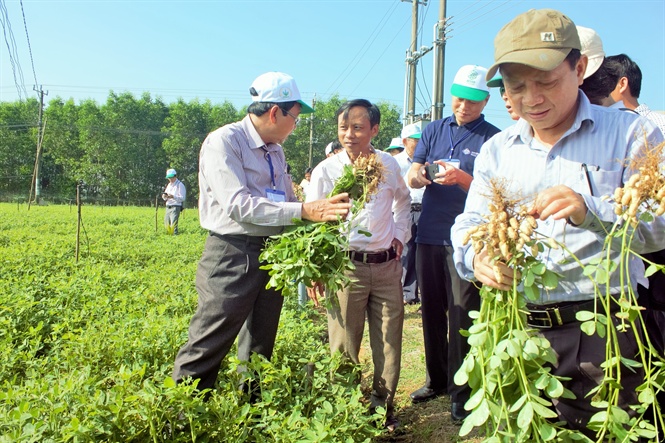 Tham quan mô hình tưới tiết kiệm cây đậu phộng ở huyện Phù Cát (Bình Định)