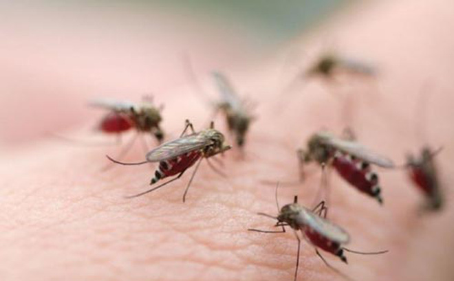 Muỗi được xem là nguyên nhân truyền bệnh sốt xuất huyêt