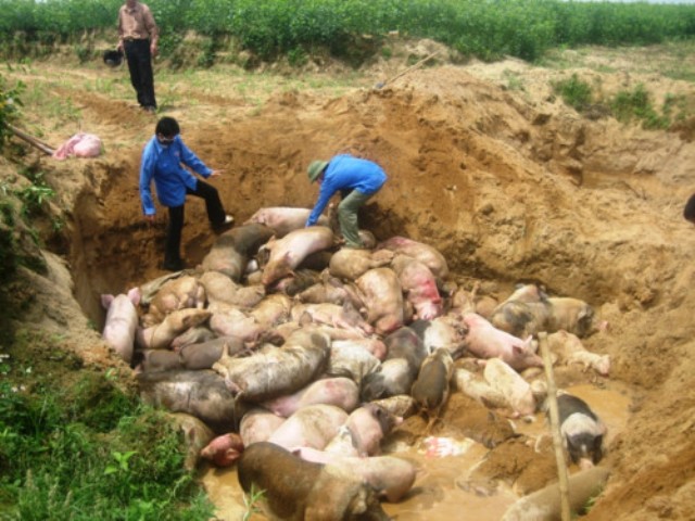 Dịch tả lợn châu Phi đã xảy ra tại 18.528 hộ chăn nuôi trên địa bàn TP. Hà Nội
