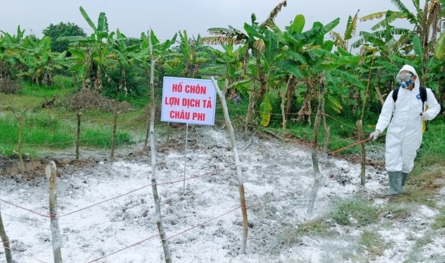 Chôn lấp, khử trùng lợn dịch tả Châu Phi ở xã Đại Đồng, huyện Tứ Kỳ, Hải Dương