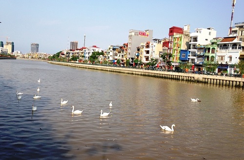 Đàn thiên nga bơi lội trên sống Tam Bạc.