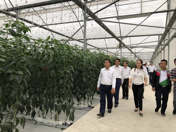 Mô hình trồng ớt công nghệ cao theo công nghệ Israel tại VinEco Hải Phòng