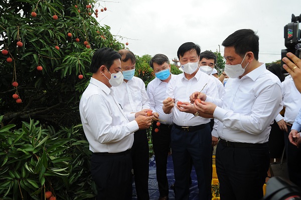 Ông Phạm Xuân Thăng, Bí thư Tỉnh ủy Hải Dương giới thiệu với lãnh đạo các bộ, ngành về quả vải thiều sớm ở khu Hà Đông