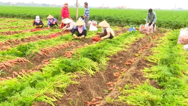 Thu hoạch cà rốt tại xã Đức Chính, huyện Cẩm Giàng, tỉnh Hải Dương. Ảnh: Thành Chung