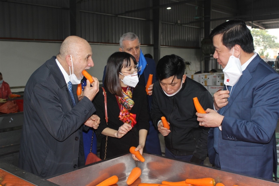 Đại sứ Antonio Alessandro (thứ nhất từ trái) ăn củ cà rốt tươi khi cùng Bí thư Tỉnh ủy Hải Dương tham quan dây chuyền sơ chế cà rốt tại CTCP Chế biến nông sản thực phẩm Tân Hương (Cẩm Giàng). Ảnh: Hoàng Biên