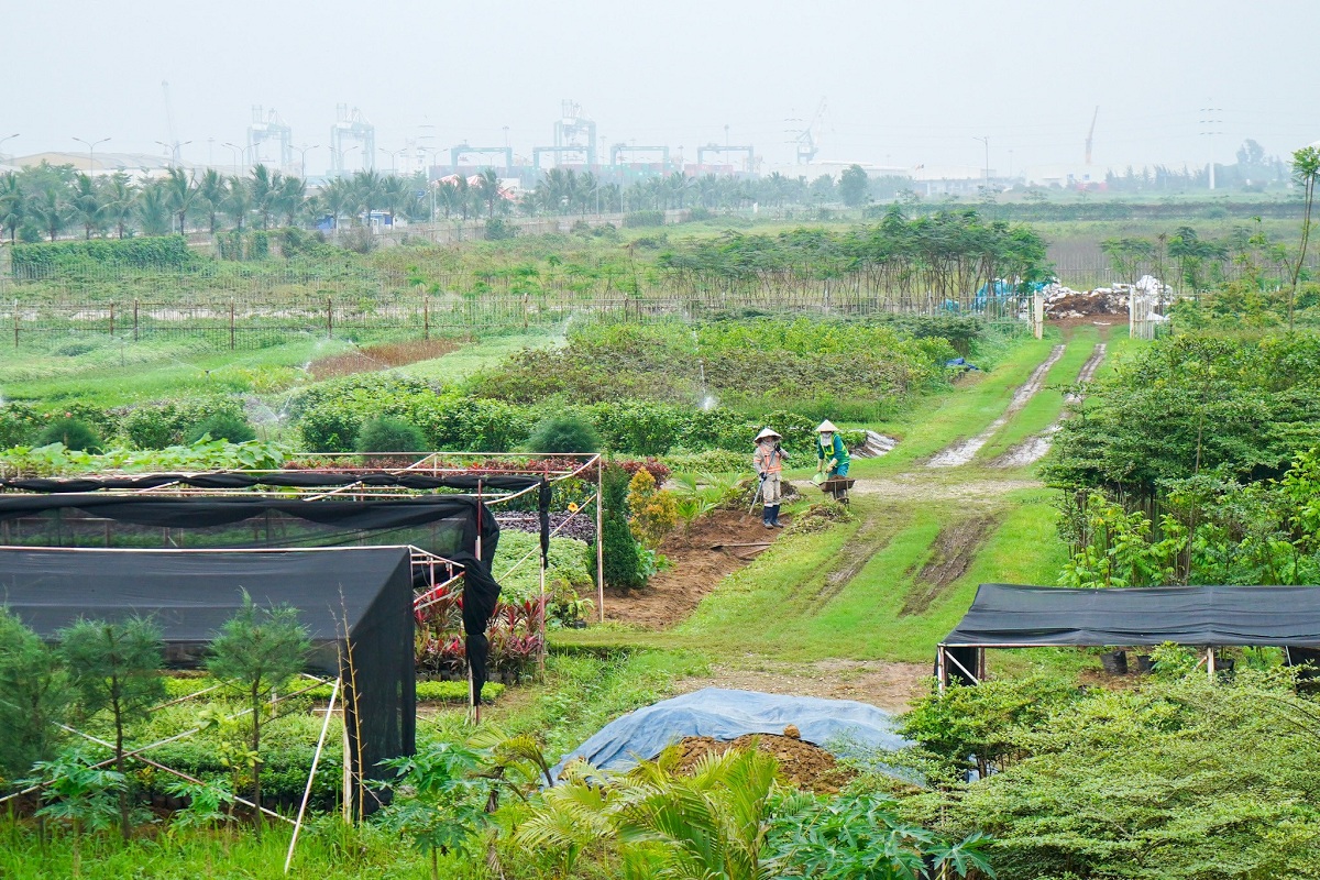 Vườn ươm sử dụng nước thải đã qua xử lý để tưới tiêu tại DEEP C Hải Phòng I