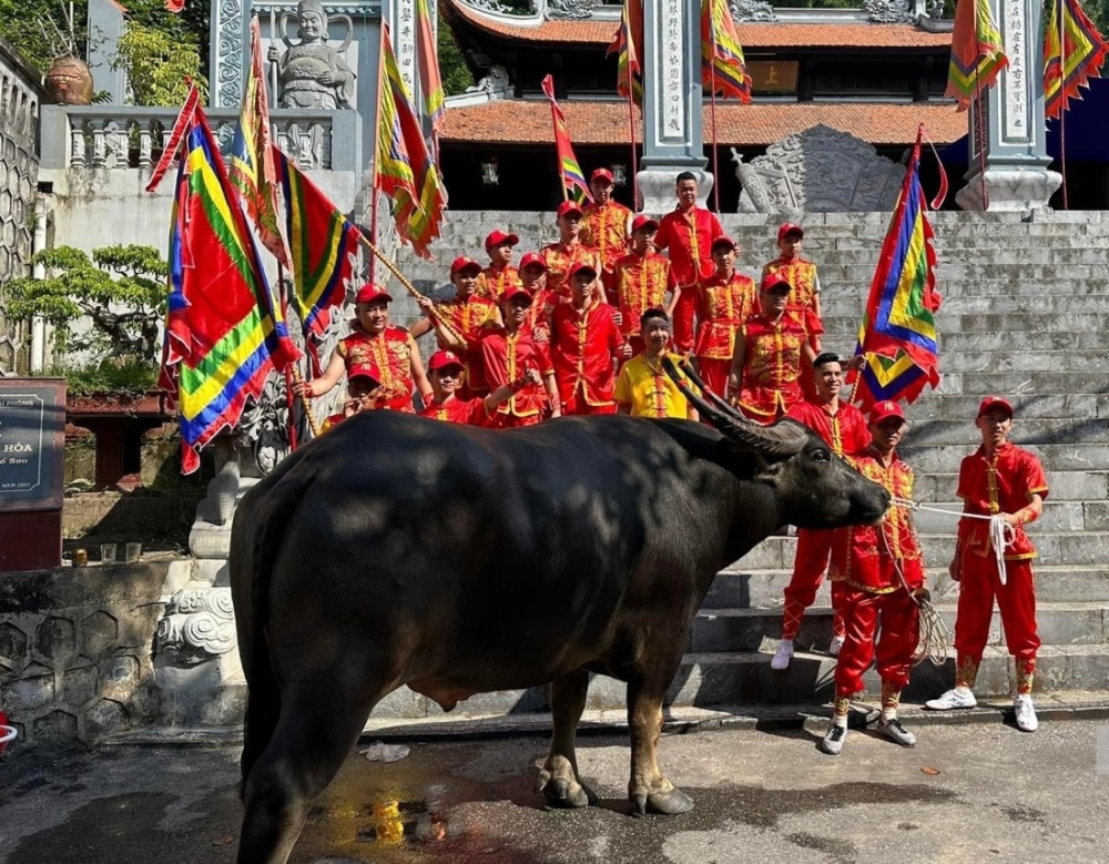 Chủ trâu chọi tham dự lễ hội chọi trâu Đồ Sơn năm 2023 đưa ông trâu tới trình thành hoàng làng
