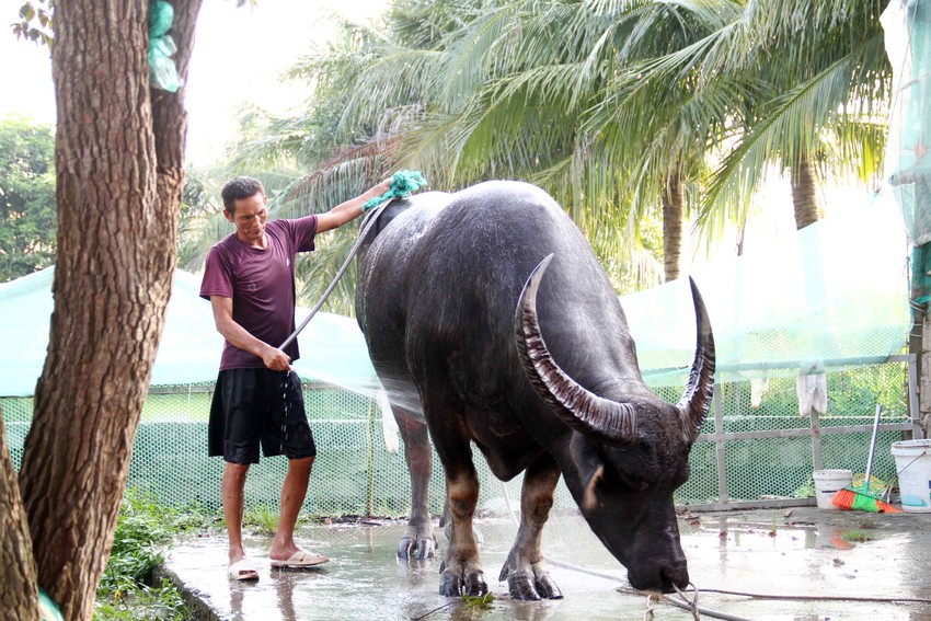 Quản trâu chọi chăm sóc trâu chờ ngày khai hội
