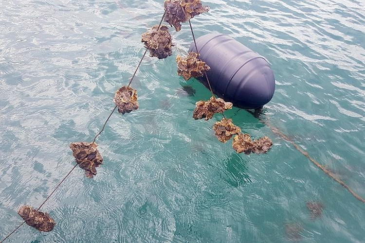 NTTS bằng phao nhựa HDPE  thân thiện với môi trường, hạn chế ô nhiễm, thủy sản sinh trưởng khỏe mạnh. Ảnh: baoquangninh.vn