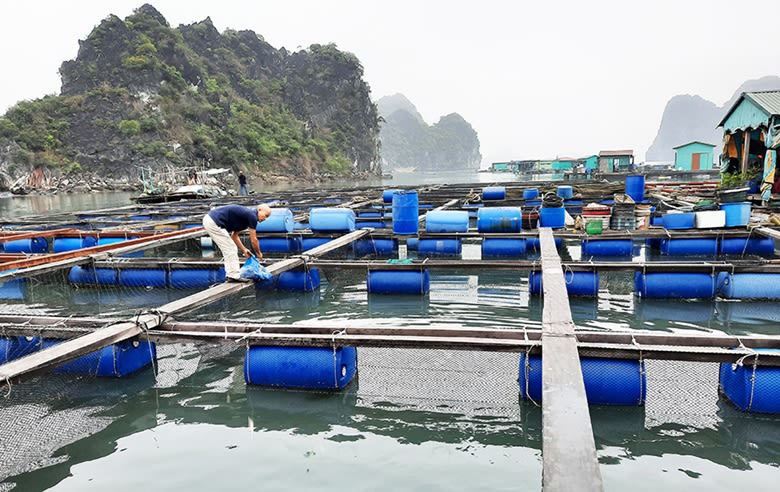 Vùng nuôi cá biển khu vực Bọ Cắn, TP. Cẩm Phả, tỉnh Quảng Ninh. Ảnh- Báo Quảng Ninh