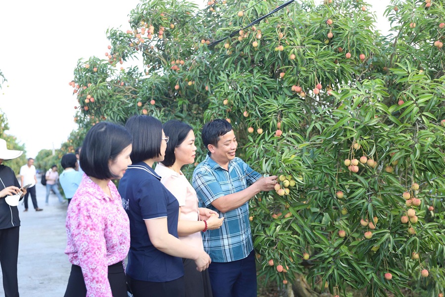 Các sở ban ngành tỉnh Hải Dương tăng cường hướng dẫn và giám sát chặt chẽ công tác chăm sóc, sản xuất vải, đảm bảo tiêu chuẩn xuất khẩu vào các thị trường khó tính, như Mỹ, Australia, Nhật Bản...
