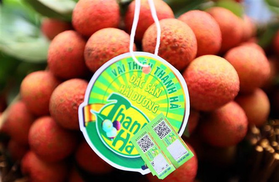 Vải thiều Thanh Hà được gắn tem truy nguồn gốc sản phẩm