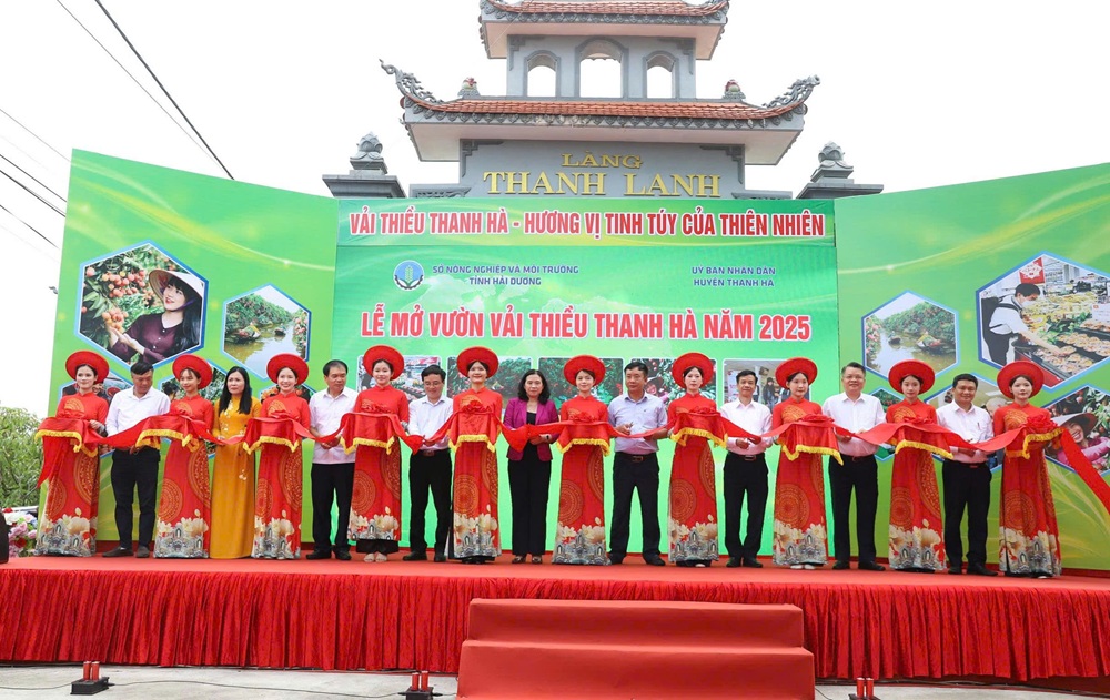 Lãnh đạo tỉnh Hải Dương, lãnh đạo huyện Thanh Hà cắt băng mở vườn vải năm 2025
