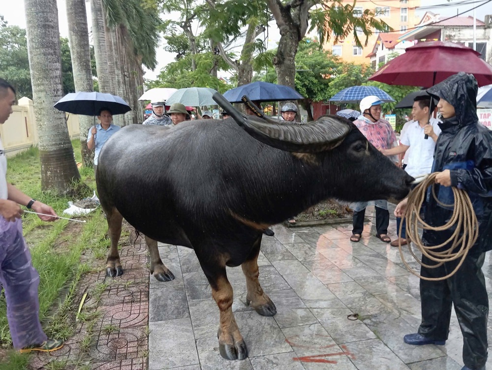 Ban Tổ chức kiểm tra trâu chọi lần 2 trước khi tham gia lễ hội. Ảnh: Phường Đồ Sơn