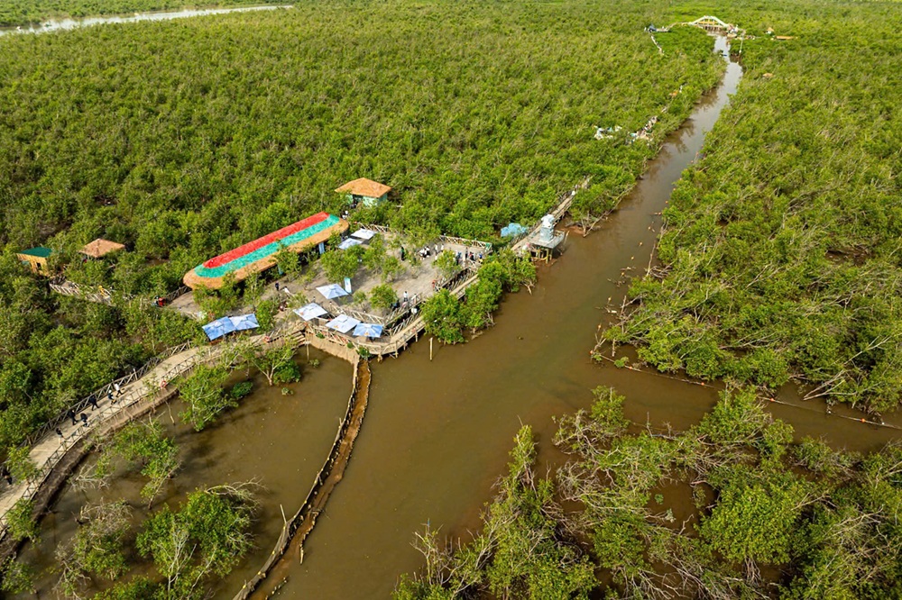 Điểm đến du lịch Hải Phòng - Trải nghiệm rừng ngập mặn tại Khu du lịch quốc tế Đồi Rồng, Ảnh: Đàm Thanh