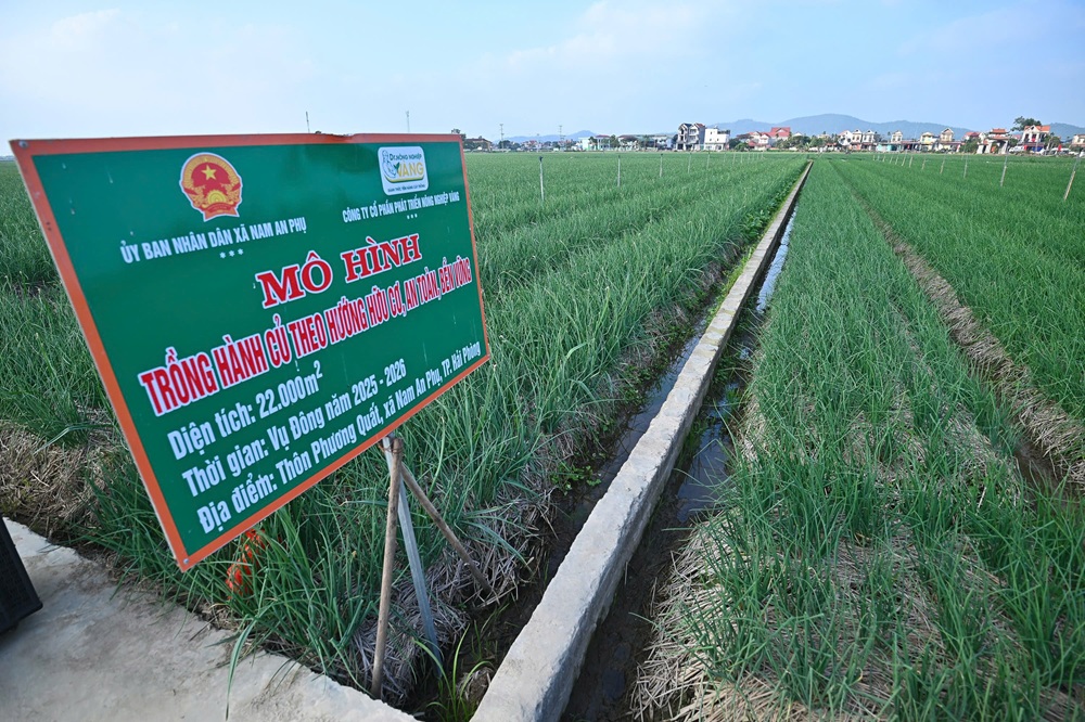 M&ocirc; h&igrave;nh trồng h&agrave;nh c&ugrave; theo hướng hữu cơ, an to&agrave;n, bền vững tại x&atilde; Nam An Phụ, TP. Hải Ph&ograve;ng