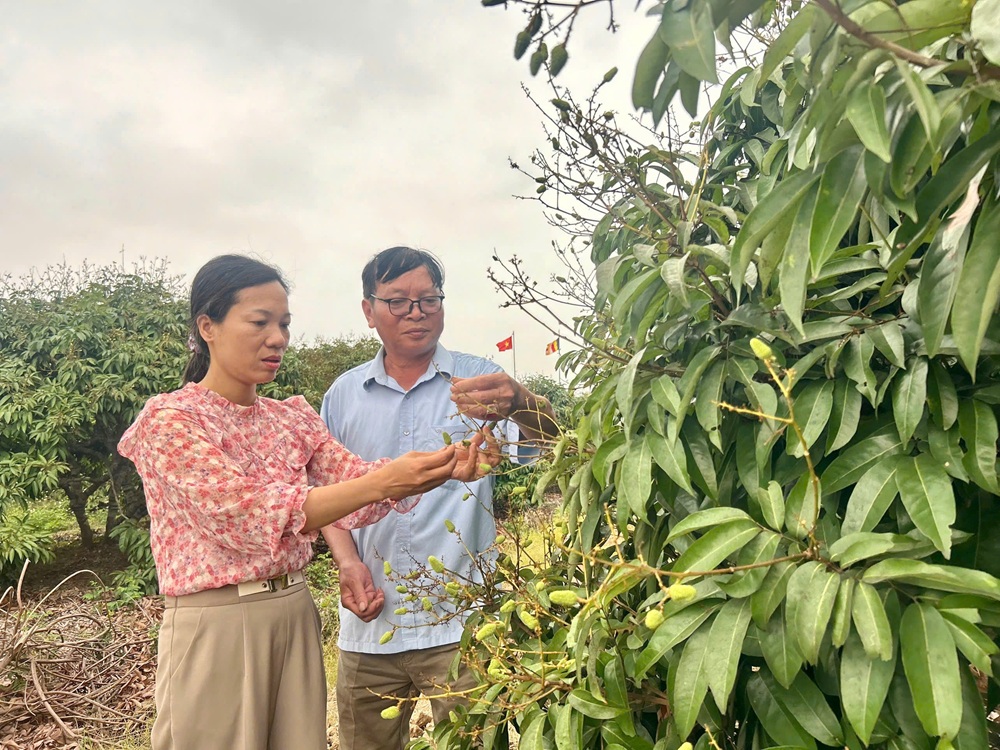 Theo thống kê, toàn xã Hà Đông có 1.600ha vải, chủ yếu là vải sớm. Với tỷ lệ ra hoa và đậu quả hiện nay, sản lượng vải niên vụ 2026 của xã sẽ giảm khoảng 50%