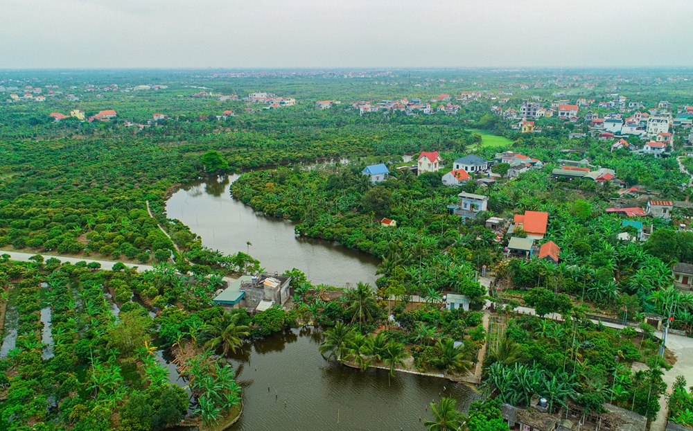 Tại Hải Ph&ograve;ng, hiện vải thiều được trồng ở nhiều x&atilde;, phường tr&ecirc;n địa b&agrave;n th&agrave;nh phố, trong đ&oacute;, x&atilde; Thanh H&agrave; (tỉnh Hải Dương cũ) c&oacute; c&acirc;y vải tổ, c&ograve;n x&atilde; H&agrave; Đ&ocirc;ng được v&iacute; như &ldquo;thủ phủ vải sớm&rdquo; của v&ugrave;ng đất n&agrave;y. Ảnh: Th&agrave;nh Chung