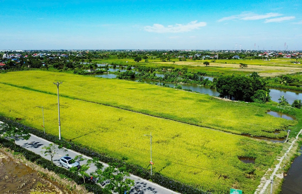 M&ocirc; h&igrave;nh C&aacute;nh đồng xanh 3 kh&ocirc;ng tại x&atilde; An L&atilde;o g&oacute;p phần n&acirc;ng cao chất lượng n&ocirc;ng sản, x&acirc;y dựng thương hiệu l&uacute;a an to&agrave;n của địa phương. Ảnh: Trung Ki&ecirc;n