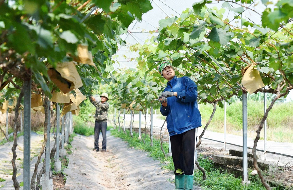 M&ocirc; h&igrave;nh trồng nho H&agrave;n Quốc tại phường Bắc An Phụ đem lại hiệu quả kinh tế. Ảnh: Trung Ki&ecirc;n