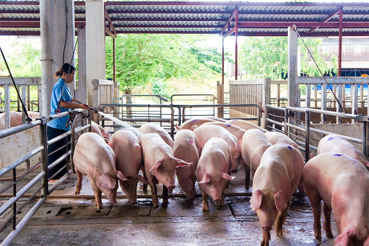 Nacetco là đơn vị đang nghiên cứu sản xuất thương mại vaccine phòng dịch tả lợn châu phi
