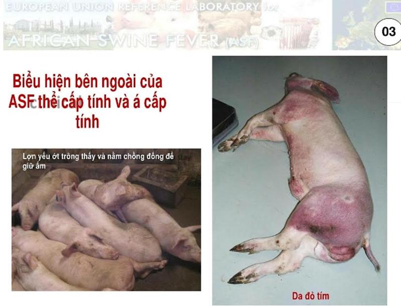 Biểu hiện bên ngoài của bệnh Dịch tả lợn châu phi thể cấp tính và á cấp tính. Nguồn Sở NNPTNT Quảng Ninh.